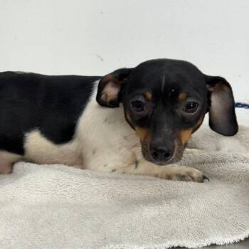 Tricolor Male -  Dachshund Dog for Adoption in Chariton, Iowa - Tricolor Male | PetCurious