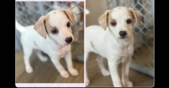 Dorothy (Golden Girls) -  Poodle and Chihuahua Dog for Adoption in Gillsville, Georgia - Dorothy (Golden Girls) | PetCurious