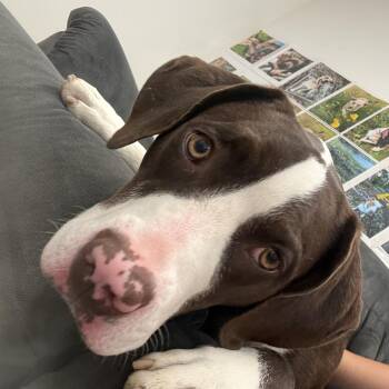Prairie -  Pointer Dog for Adoption in Long Beach, Washington - Prairie | PetCurious