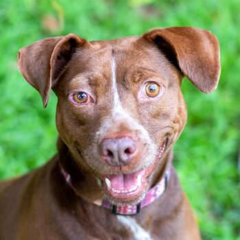 Rescue Mixed Breed Dogs for Adoption in Baton Rouge, Louisiana - BUTTERFLY | PetCurious