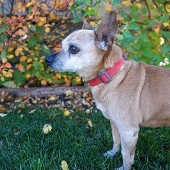 Snickers -  Chihuahua Dog for Adoption in Jackson, Wyoming - Snickers | PetCurious