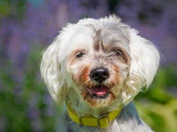 Bilou -  Shih Tzu Dog for Adoption in Pointe-fortune, Quebec - Bilou | PetCurious