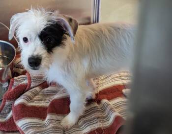 Terrier Dogs Available for Adoption - Pen 216c Cosmo | PetCurious