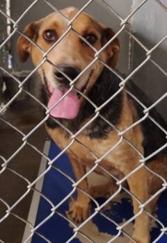 Hound and Mixed Breed Dogs Available for Adoption in Saint Clairsville, Ohio - Jake | PetCurious