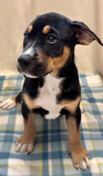 Rottweiler Dogs Available for Adoption in Sterling, Massachusetts - Daisy 2 Months AVA 5/13 | PetCurious