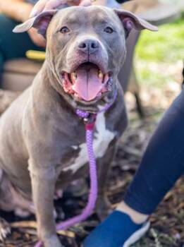 Larkin -  Mixed Breed Dog for Adoption in Chamblee, Georgia - Larkin | PetCurious