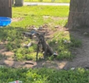MARTHA -  Pit Bull Terrier Dog for Adoption in Indianapolis, Indiana - MARTHA | PetCurious