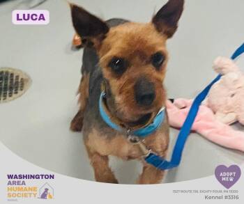 Luca -  Yorkshire Terrier Dog for Adoption in Eighty Four, Pennsylvania - Luca | PetCurious