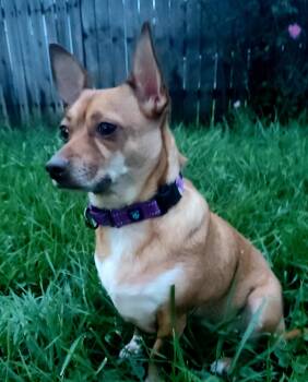 Eddie -  Chihuahua Dog for Adoption in Boiling Springs, Pennsylvania - Eddie | PetCurious