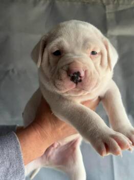 Mixed Breed Dogs Available for Adoption in Princeton, Indiana - Tank | PetCurious