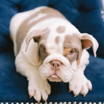 Simien -  English Bulldog Dog for Adoption in Zionsville, Indiana - Simien | PetCurious
