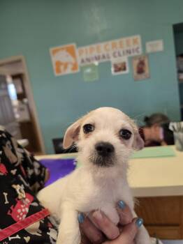 Grover -  Shih Tzu and Terrier Dog for Adoption in San Antonio, Texas - Grover | PetCurious