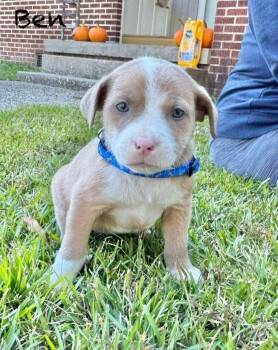 Rescue Australian Shepherd Dogs for Adoption in Manchester, Connecticut - Ben | PetCurious