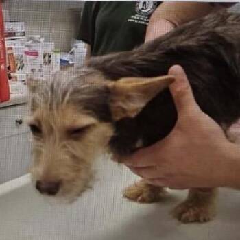 Gizmo -  Corgi and Mixed Breed Dog for Adoption in Normal, Illinois - Gizmo | PetCurious