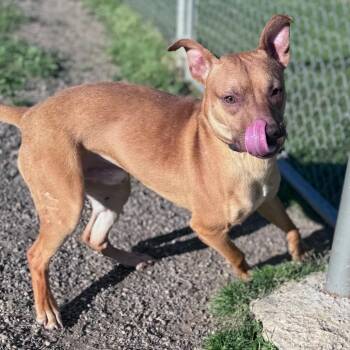 Flik -  Mixed Breed Dog for Adoption in Parkersburg, West Virginia - Flik | PetCurious