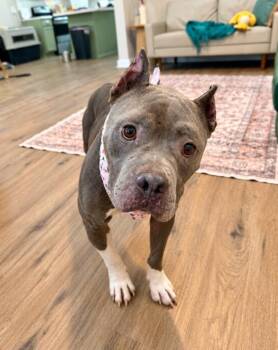 Nena Belle Gentle Brown Eyed Beauty -  Pit Bull Terrier and American Staffordshire Terrier Dog for Adoption in Friendswood, Texas - Nena Belle Gentle Brown Eyed Beauty | PetCurious