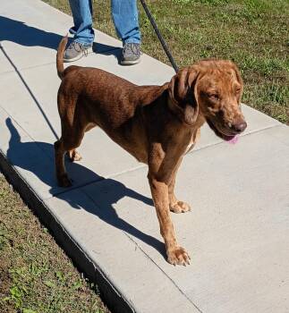 Rita -  Catahoula Leopard Dog Dog for Adoption in Maynardville, Tennessee - Rita | PetCurious