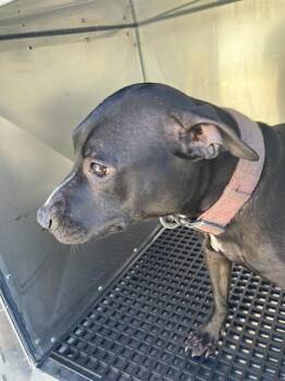 Rescue Mixed Breed Dogs for Adoption in Dallas, Texas - LOLA | PetCurious