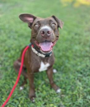 Rescue Mixed Breed Dogs for Adoption in St. Augustine, Florida - Lillybelle | PetCurious