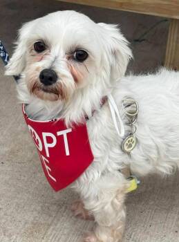 Maltese Dogs Available for Adoption in North Olmsted, Ohio - Belle | PetCurious