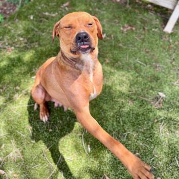 Peaches -  Mixed Breed Dog for Adoption in Milton, Florida - Peaches | PetCurious