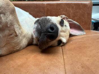 Bobby -  Labrador Retriever and Mixed Breed Dog for Adoption in Valley Stream, New York - Bobby | PetCurious