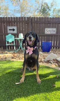 Lucille -  Hound Dog Available for Adoption in San Antonio, Texas - Lucille | PetCurious