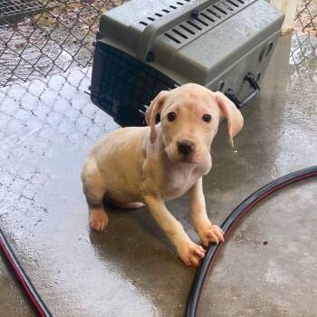 Mixed Breed Dogs Available for Adoption in Myrtle Beach, South Carolina - Juno | PetCurious