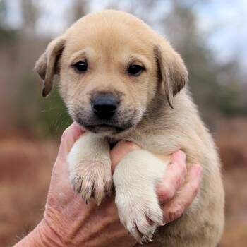 Rescue Labrador Retriever Dogs for Adoption in Eastford, Connecticut - CT Freeze Avail Nov 29 | PetCurious