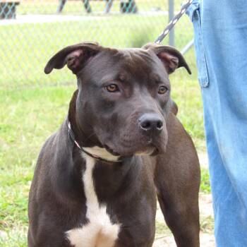 Pit Bull Terrier Dogs Available for Adoption in Newark, New Jersey - Genevieve | PetCurious