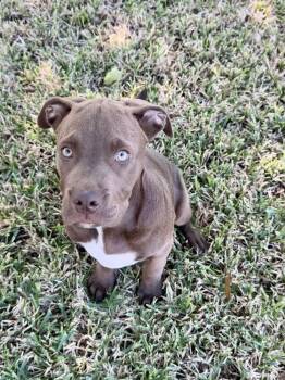 Phoenix -  Pit Bull Terrier Dog for Adoption in Silsbee, Texas - Phoenix | PetCurious