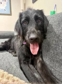 Jetty Boy the Couch Snuggler and Tiny Dog Lover -  Labradoodle and Giant Schnauzer Dog for Adoption in Friendswood, Texas - Jetty Boy The Couch Snuggler And Tiny Dog Lover | PetCurious