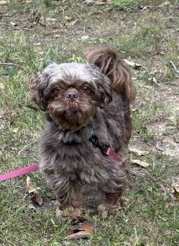 Prince -  Shih Tzu Dog for Adoption in Fredericksburg, Virginia - Prince | PetCurious