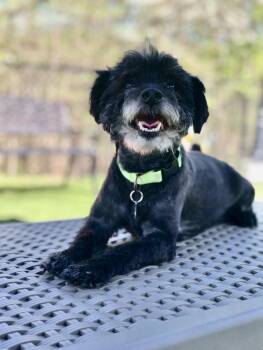 Havanese Dogs Available for Adoption - Duffy | PetCurious