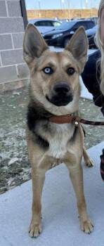 German Shepherd Dog and Husky Dogs Available for Adoption in Atlanta, Georgia - Jojo | PetCurious