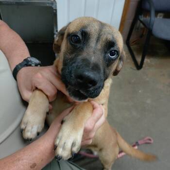 26-102 -  Black Mouth Cur Dog for Adoption in Carrollton, Ohio - 26-102 | PetCurious