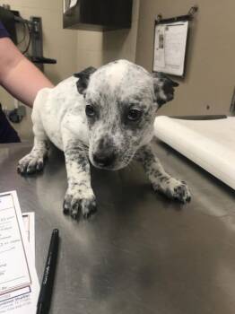 CERA -  Pit Bull Terrier and Australian Cattle Dog Blue Heeler Dog for Adoption in Conroe, Texas - CERA | PetCurious