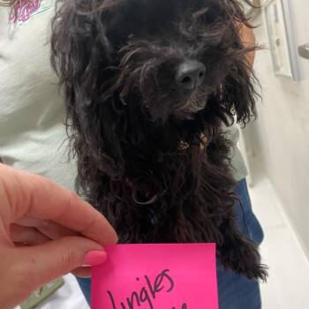 Rescue Poodle Dogs for Adoption in Houston, Texas - Jingles (Dallas) | PetCurious