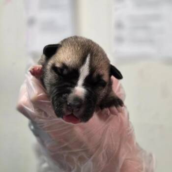 Buddy Holly -  Mixed Breed Dog for Adoption in Charleston, West Virginia - Buddy Holly | PetCurious