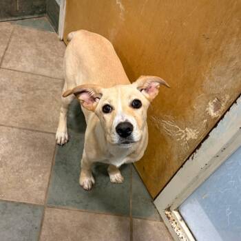 Mixed Breed Dogs Available for Adoption - Xoxo | PetCurious