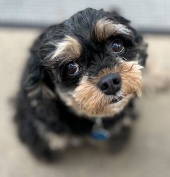 Rescue Cavalier King Charles Spaniel and Poodle Dogs for Adoption in Parker, Colorado - ZORRO 25075 | PetCurious