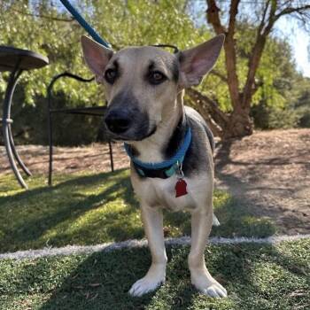 Rescue German Shepherd Dog and Basset Hound Dogs for Adoption in San Diego, California - Kabob | PetCurious