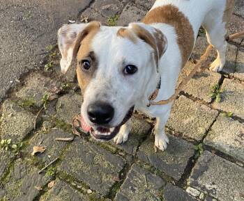 TONIC -  American Staffordshire Terrier Dog for Adoption in New York, New York - TONIC | PetCurious