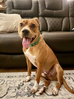 Pit Bull Terrier and Australian Cattle Dog Blue Heeler Dogs Available for Adoption - NED…..BEST DOG EVER!!! | PetCurious
