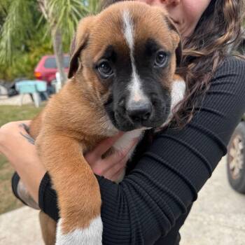 Buzz/Bolt -  American Bulldog and German Shepherd Dog Dog for Adoption in Venice, Florida - Buzz/Bolt | PetCurious