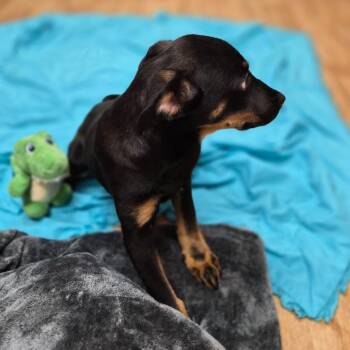 Delilah -  Mixed Breed Dog for Adoption in Woodstock, Illinois - Delilah | PetCurious