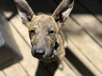 Tiger -  Labrador Retriever Dog for Adoption in Colorado Springs, Colorado - Tiger | PetCurious