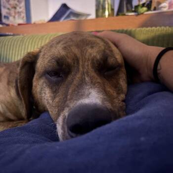 Cypress -  Pit Bull Terrier and Shepherd Dog for Adoption in San Diego, California - Cypress | PetCurious