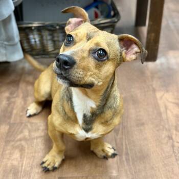 Doc -  Mixed Breed Dog for Adoption in Milton, Florida - Doc | PetCurious