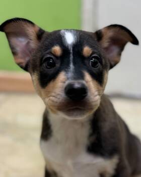 Australian Cattle Dog Blue Heeler Dogs Available for Adoption - Windy | PetCurious